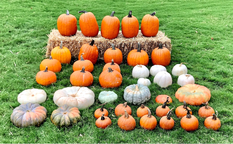 Pumpkin Package #4