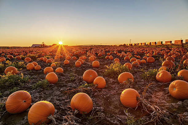 Pumpkin Package #3
